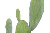 Creative Co-op Cactus in Pot Faux Botanical, Green